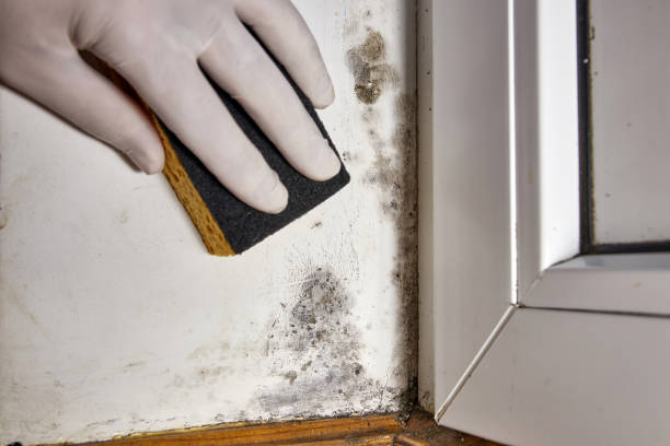 Best Emergency Mold Remediation  in Milford City, CT